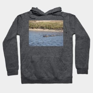 Alligator Swimming in the Water Hoodie